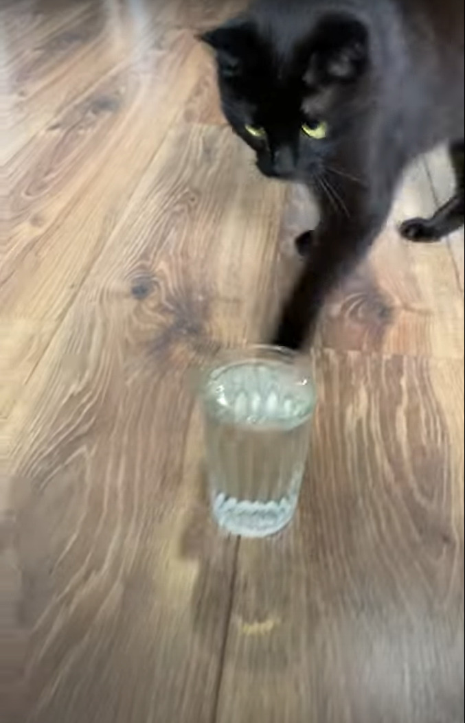 水の注がれたグラスを床に置かれるとすぐさま駆けつけた猫。美味しく水飲む前に・・ダンスをはじめましたよ？！？！