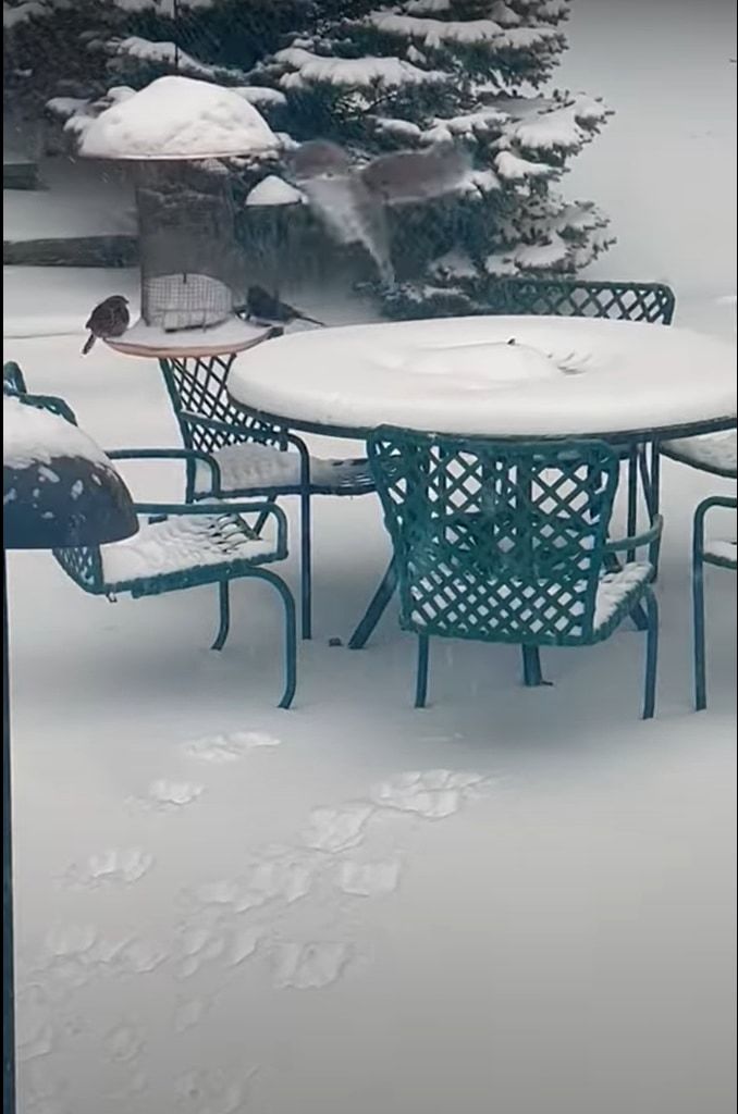 雪が降る中、庭に姿をあらわしたリス。野鳥用の餌箱に向かって見事なジャンプを披露しますが・・・、果たしてご飯をゲットできたのか？！