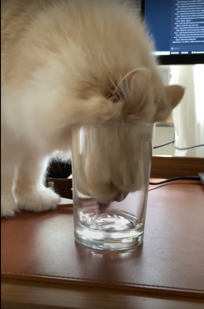 グラスの中の水が飲みたいモフモフ毛並みの猫。ほとんど入っていない水をどう飲むのかと思いきや、その飲んでいる姿にビックリ！【海外・動画】