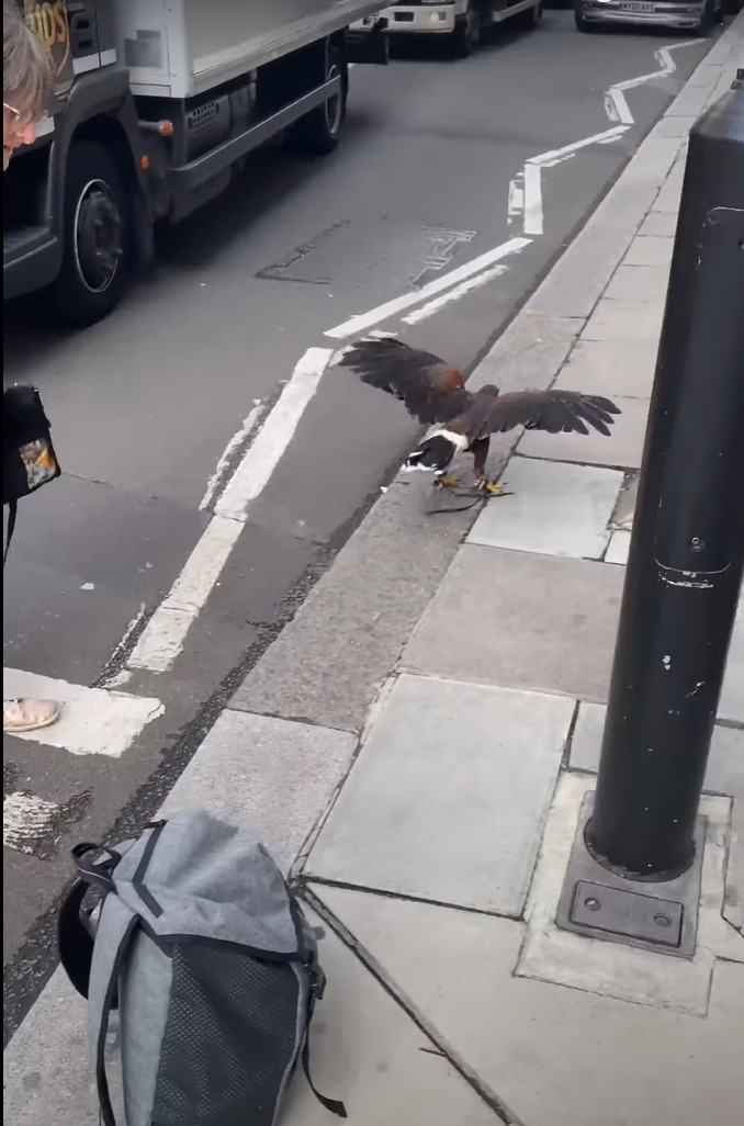 渋滞の原因は、迷子になった『あるペット』！？凛々しいことで知られていますが、ひとりぼっちで心細いのか道路の真ん中で動けなくなっています