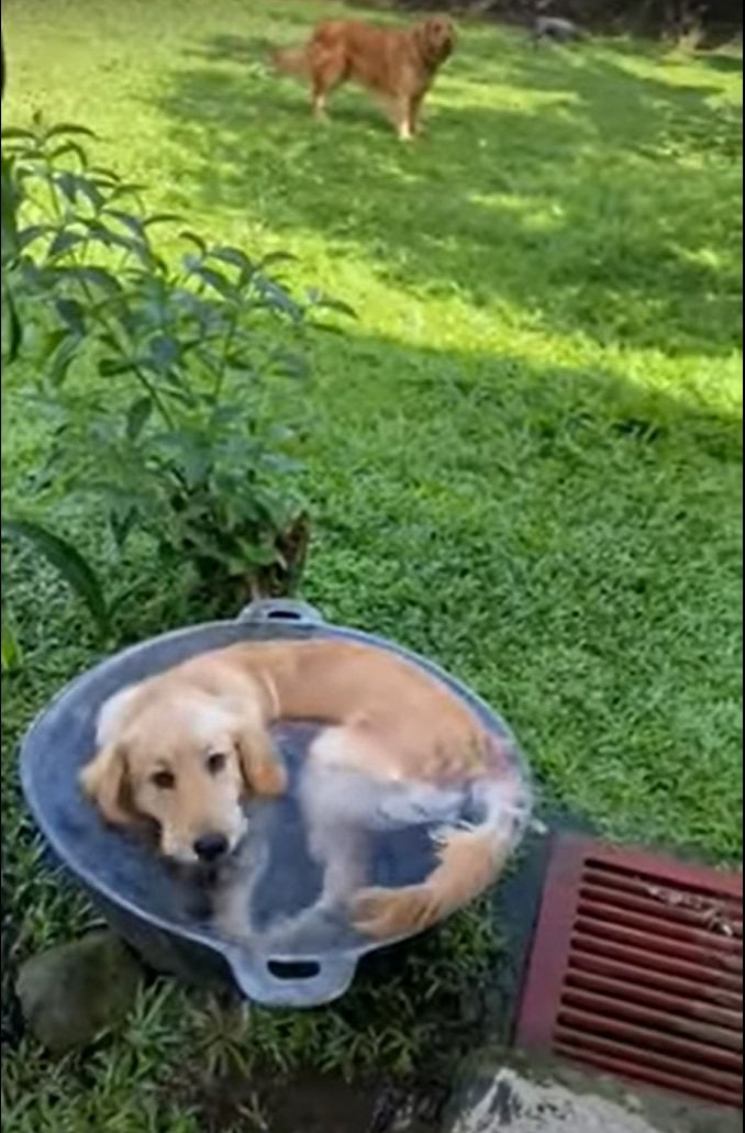 これで一石二鳥？水も飲みたいし、涼みもしたい犬の出した解決案が大胆！！