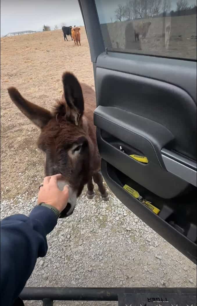 このロバとっても賢い！停車している車の前に待機して・・、とても愛らしい行動を見せました！！【アメリカ・動画】