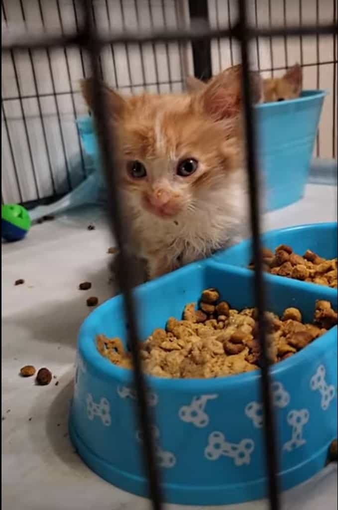 お腹も減っているけどおねむな保護されたばかりの小さな子猫は、ご飯の容器に突っ伏してお昼寝中。目を覚ますと元気に食事を再開しました！！