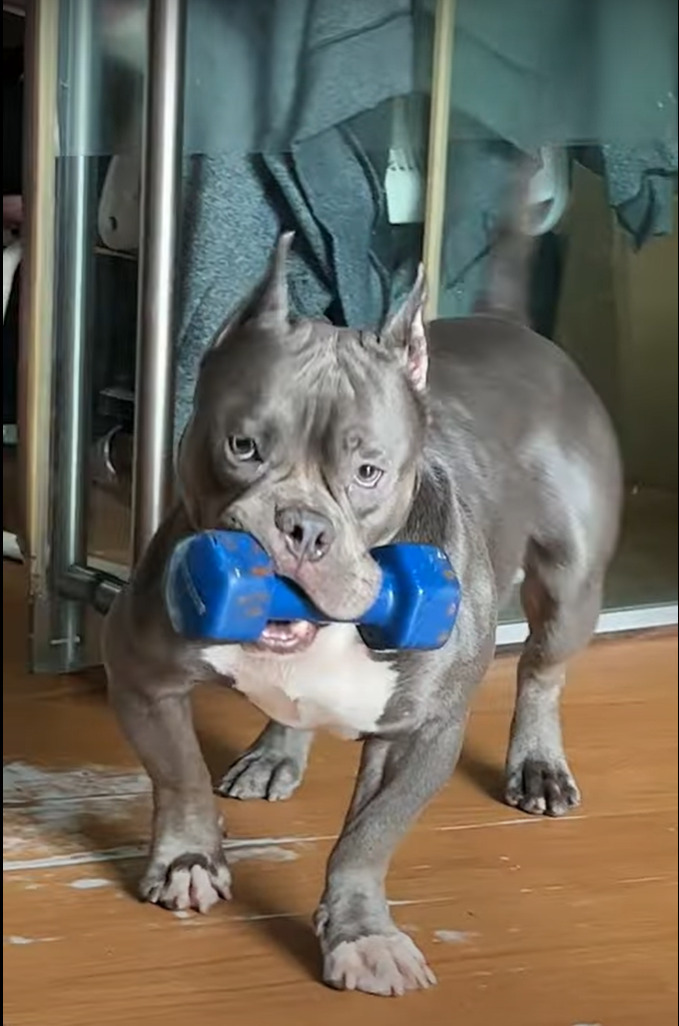 オモチャをくわえてやって来たと思われた愛犬。だけどそれ、オモチャにするには重いんじゃない？？【海外・動画】