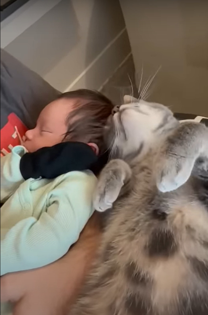 猫はすっかりお姉ちゃんになった気分?赤ちゃんに添い寝をしたり、優しくギュッと抱きしめたり・・大好きで仕方がないみたい!!【アメリカ・動画】