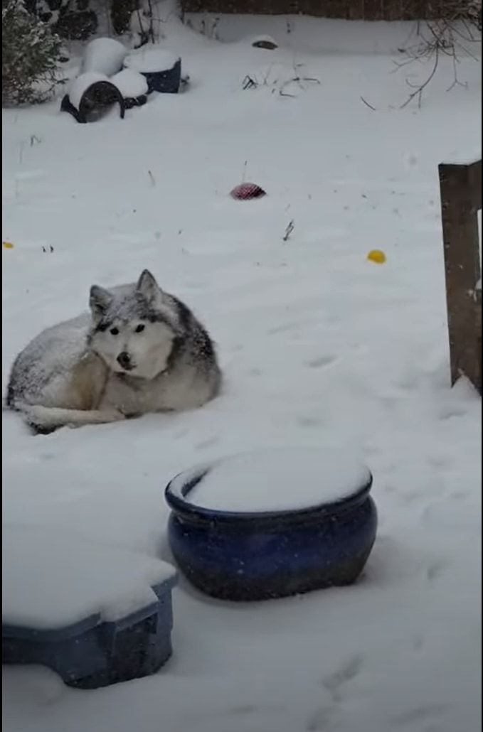 冬の嵐が近付いてきているので愛犬にお家に入って欲しい愛犬VS雪が気持ちいのか外にいたいハスキー犬