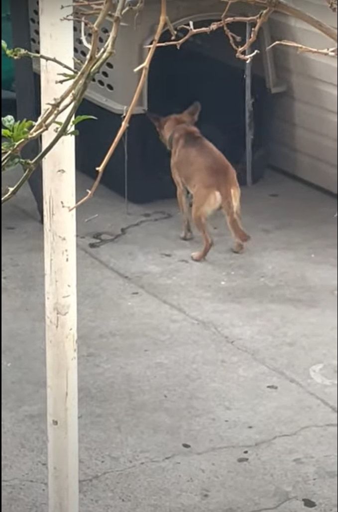 こっそりお家から抜け出していた愛犬。帰って来る時にフェンスの音を盛大に鳴らしたせいでヤンチャがバレてしまい・・・