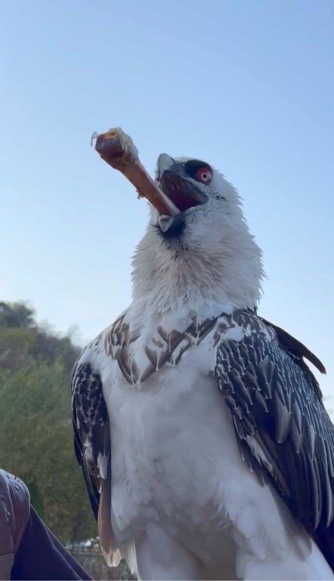 ヒゲワシが骨を丸呑み！？どんどん吸い込んでいく様子に仰天！！【海外・動画】