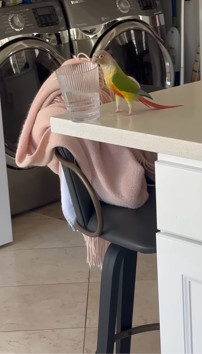 インコが水の入ったコップをくわえている・・。まさかのイタズラにビックリ！！【アメリカ・動画】