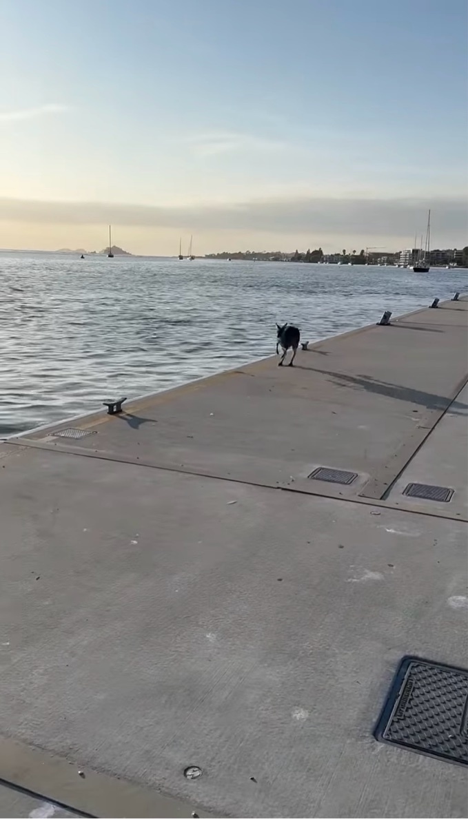 カンガルーのまさかの特技！走ってきた勢いで海に落ちちゃった！？と思ったら・・【海外・動画】