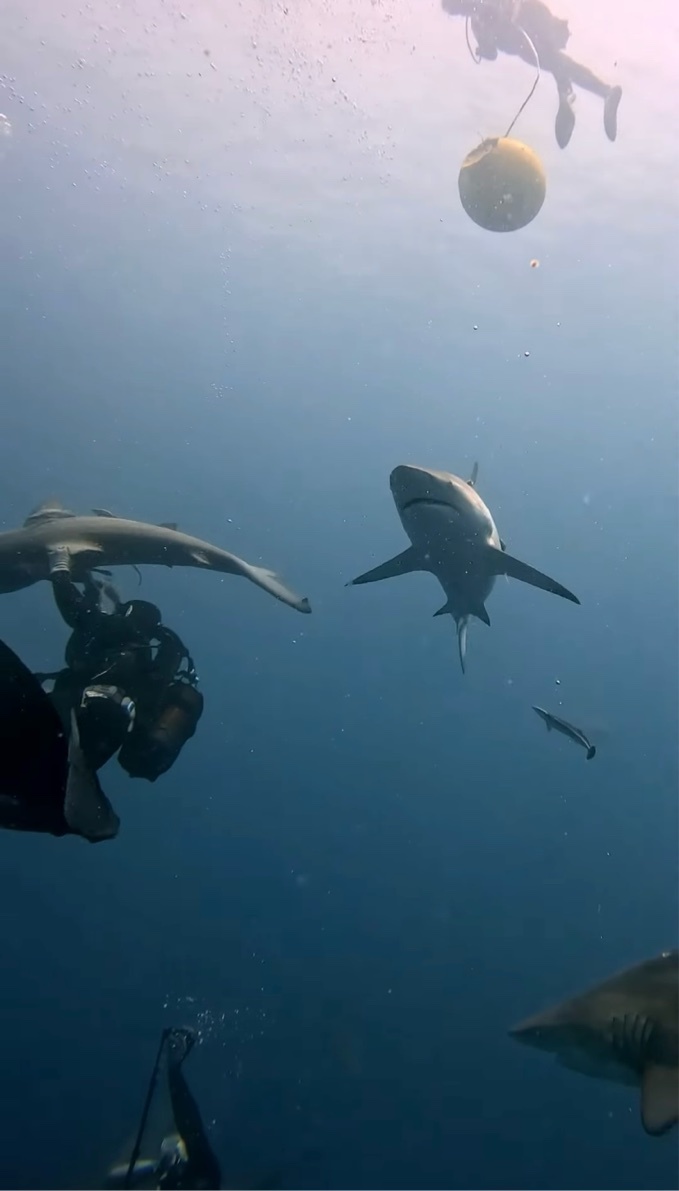 見ていてヒヤっ！サメの群れに囲まれながら、サメに刺さっている釣り針を取る勇敢なダイバー！【海外・動画】