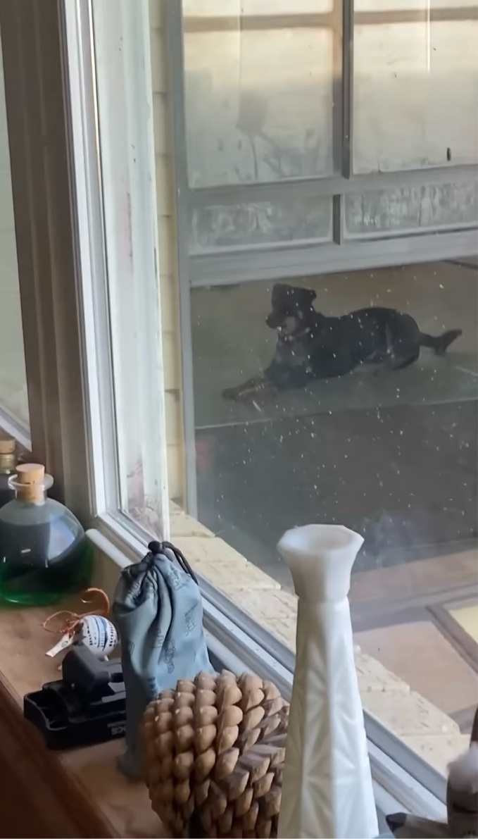 ペットドアをくぐれない子犬。先住犬がお手本を見せてくれても・・困惑している?【アメリカ・動画】