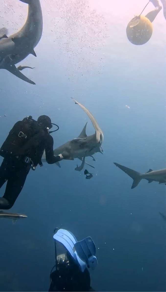 見ていてヒヤっ！サメの群れに囲まれながら、サメに刺さっている釣り針を取る勇敢なダイバー！【海外・動画】