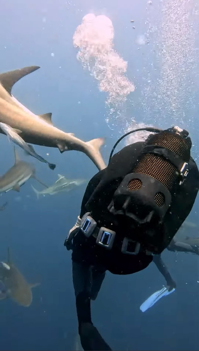 見ていてヒヤっ！サメの群れに囲まれながら、サメに刺さっている釣り針を取る勇敢なダイバー！【海外・動画】