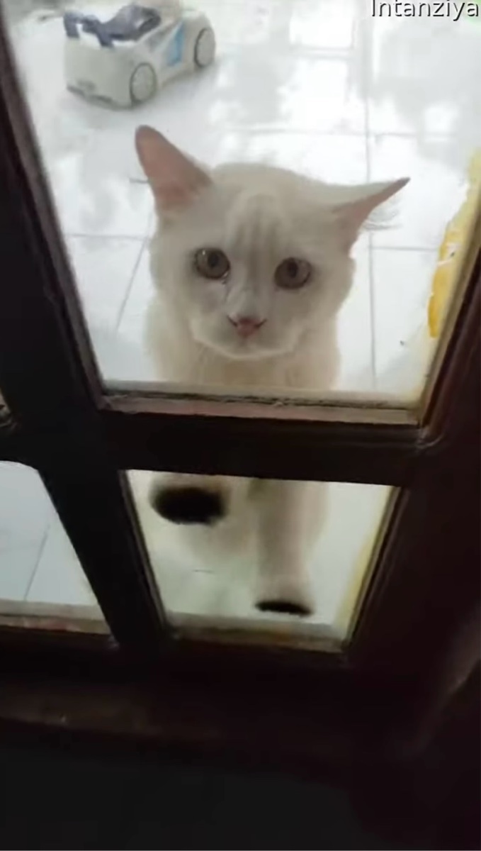 猛烈な「入れて」アピール!お家に入りたいネコは怒涛の勢いでドアを叩く!叩く!!【海外・ドア】