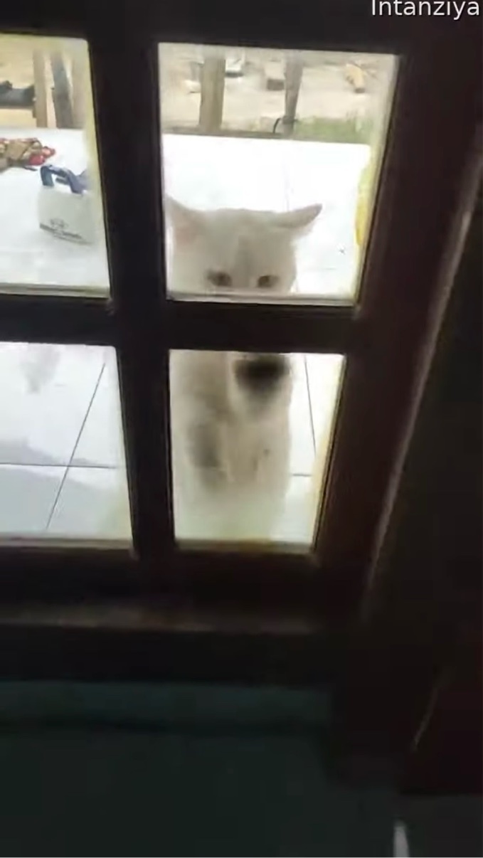 猛烈な「入れて」アピール!お家に入りたいネコは怒涛の勢いでドアを叩く!叩く!!【海外・ドア】