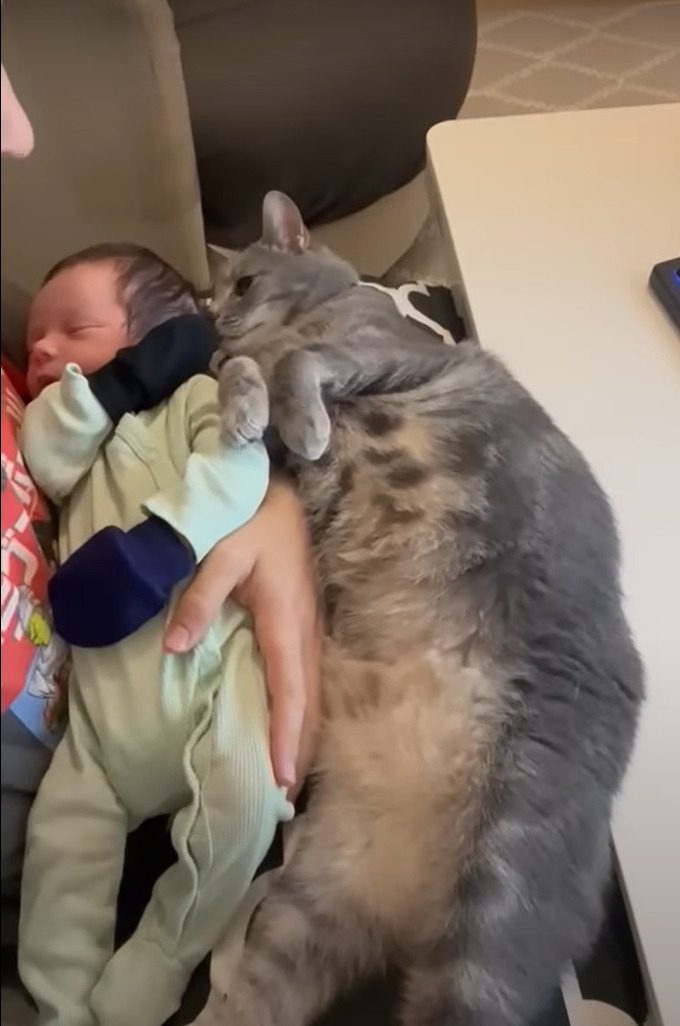 猫はすっかりお姉ちゃんになった気分?赤ちゃんに添い寝をしたり、優しくギュッと抱きしめたり・・大好きで仕方がないみたい!!【アメリカ・動画】