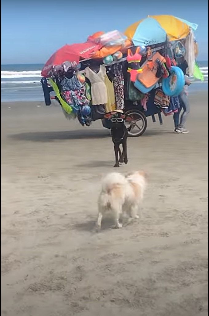 ビーチで発見！このビーチで一番浮かれているのは・・・、たぶんこの犬。めいっぱいオシャレをしていました！！