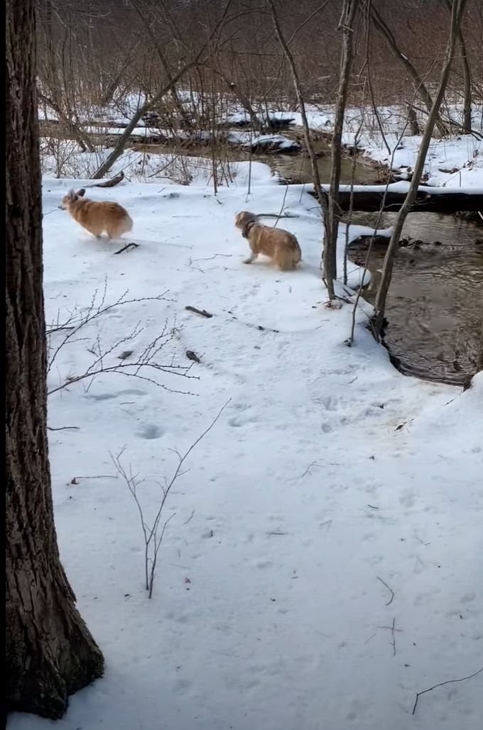 これは冷たそう！！雪も積もる小川の近くで追いかけっこをしていたコーギーたち。追われるコーギーが誤って川へポチャンと落ちてしまいました！！