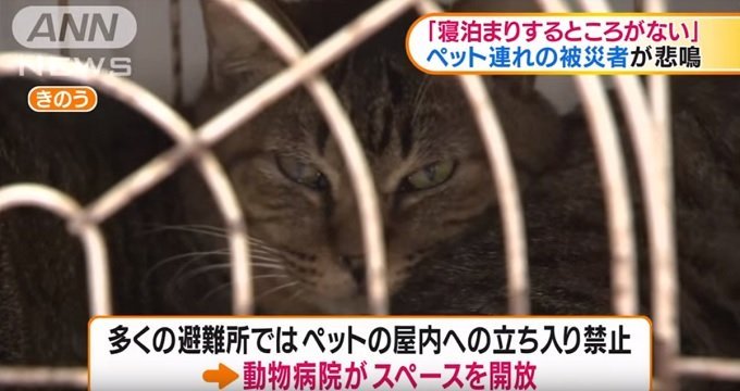 東日本大震災から12年… 災害時に飼い主を助けたペットたちの事例