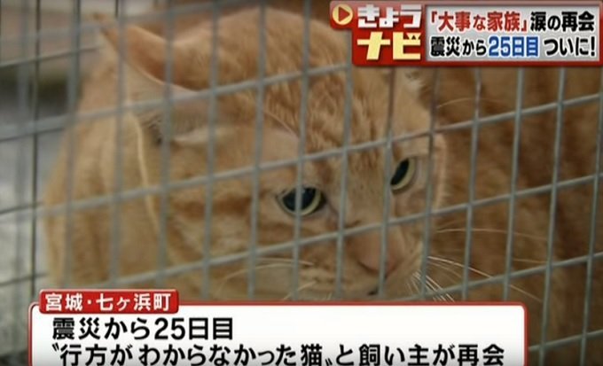 東日本大震災から12年… 災害時に飼い主を助けたペットたちの事例