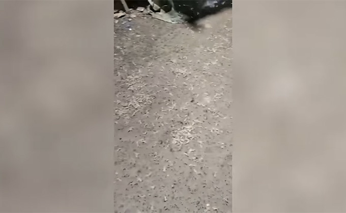 インドで「白いスパゲッティ型の虫」が降り注ぐ! 原因不明、恐怖の映像が公開される