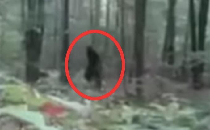 強烈な獣臭とともに現れた「ビッグフット」の映像! 犬が異常に怯え、接近を拒否