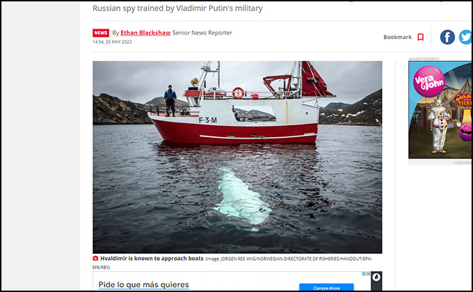 スパイクジラの出現に北欧の漁協が警告! ロシア秘密部隊に訓練された?