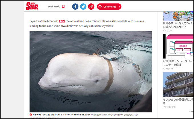 スパイクジラの出現に北欧の漁協が警告! ロシア秘密部隊に訓練された?