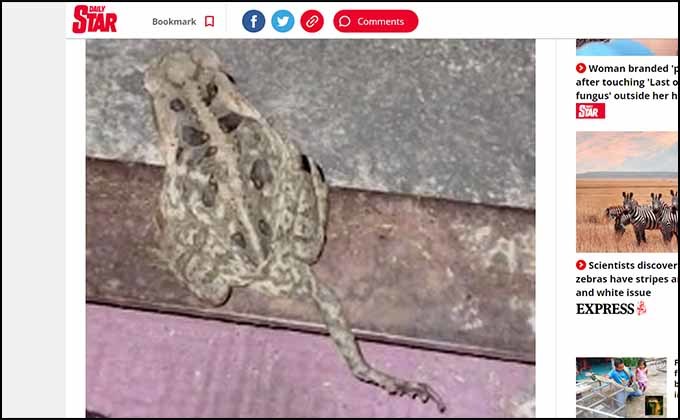 珍しい5本足のカエルが発見される！ 長い尻尾のように伸び… 原因は？