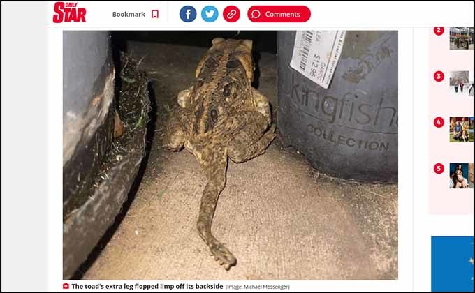 珍しい5本足のカエルが発見される！ 長い尻尾のように伸び… 原因は？