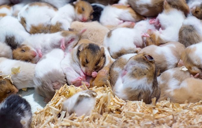 東日本大震災から12年… 災害時に飼い主を助けたペットたちの事例