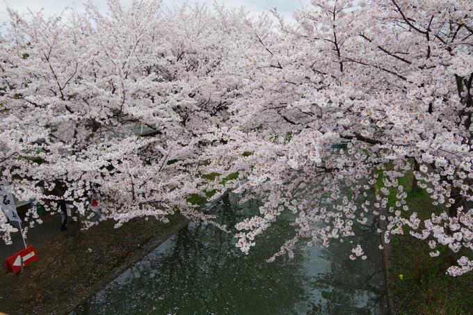 桜の花筏が美しい「伏見十石舟」と酒蔵の街「伏見」