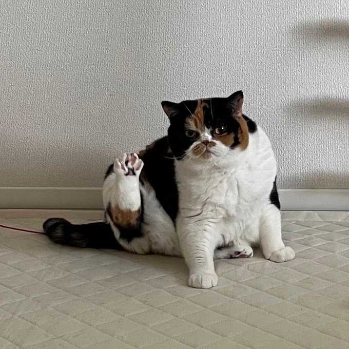 あんよで「よっ」 お座り猫ちゃんが後ろ足でごあいさつ?