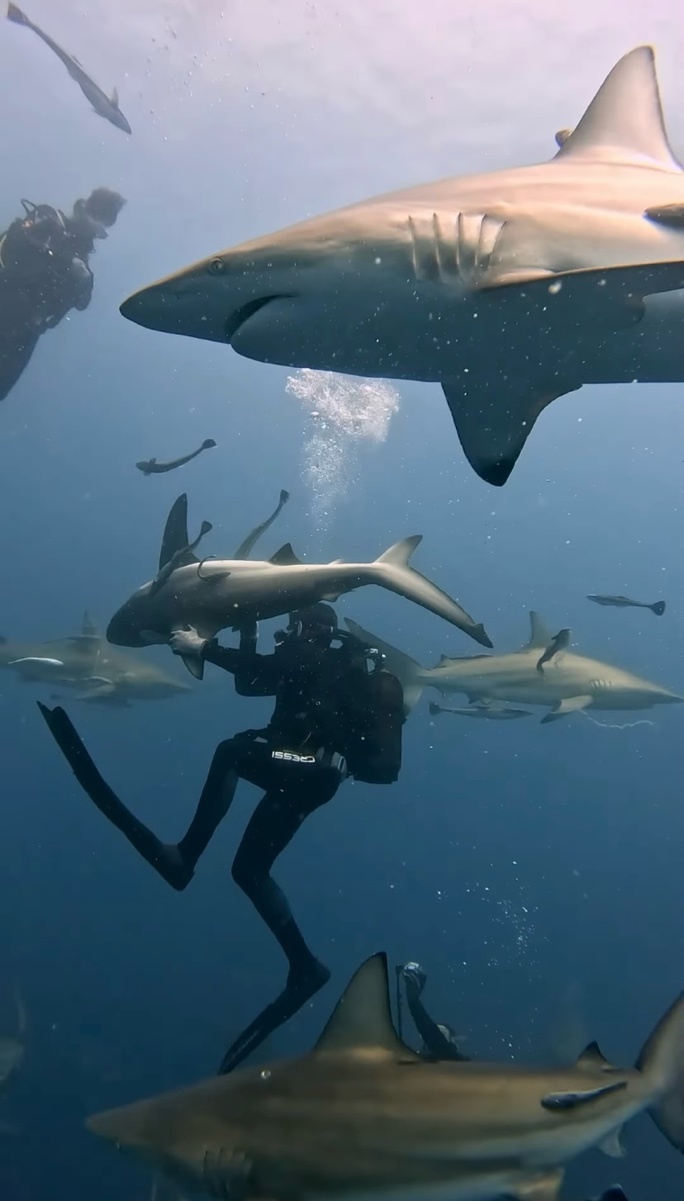 見ていてヒヤっ！サメの群れに囲まれながら、サメに刺さっている釣り針を取る勇敢なダイバー！【海外・動画】