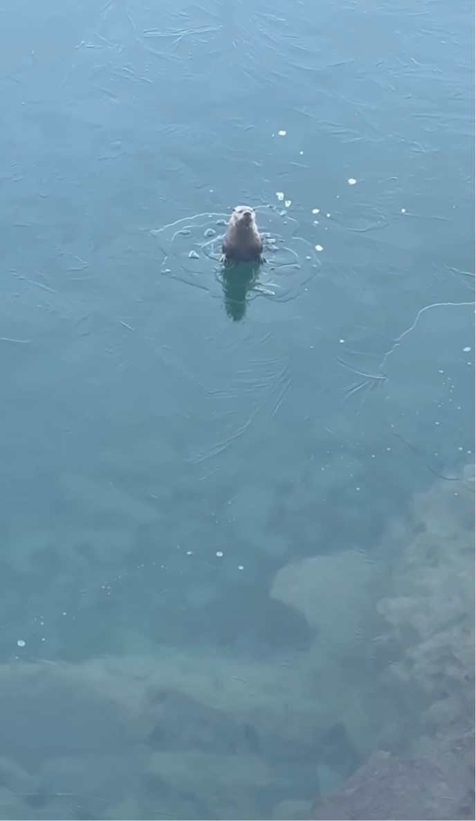 氷を割って頭を出すカワウソ。姿を消すと・・、氷を割り別の場所から再登場！？【アメリカ・動画】