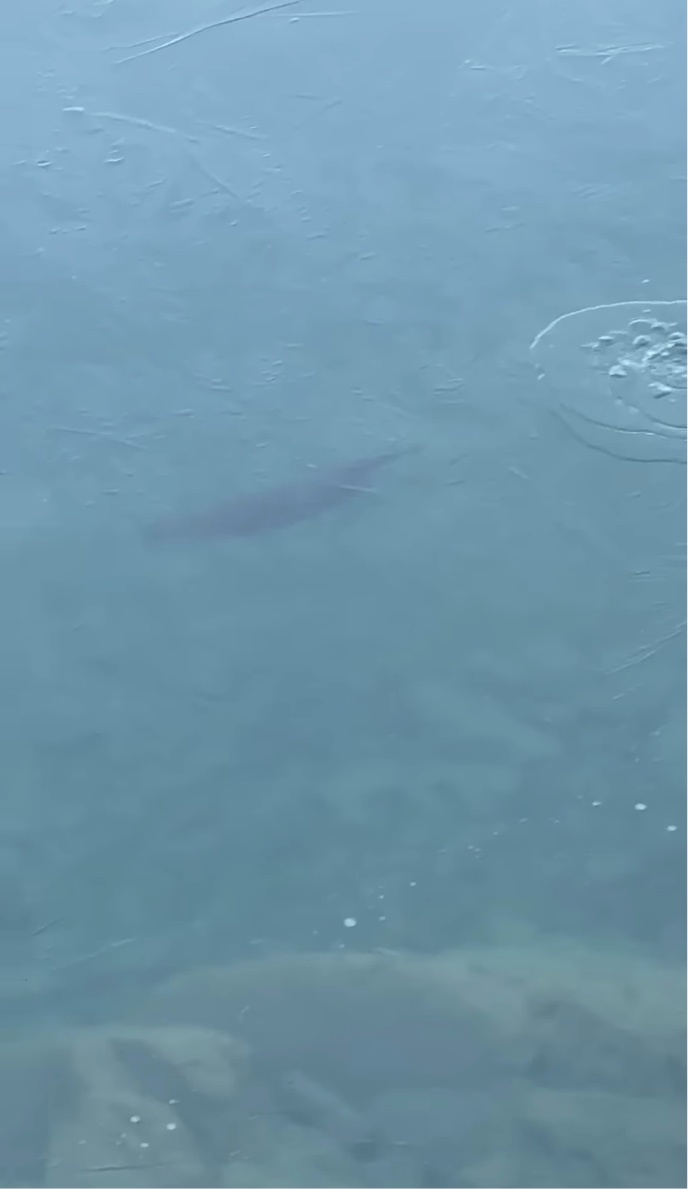 氷を割って頭を出すカワウソ。姿を消すと・・、氷を割り別の場所から再登場！？【アメリカ・動画】