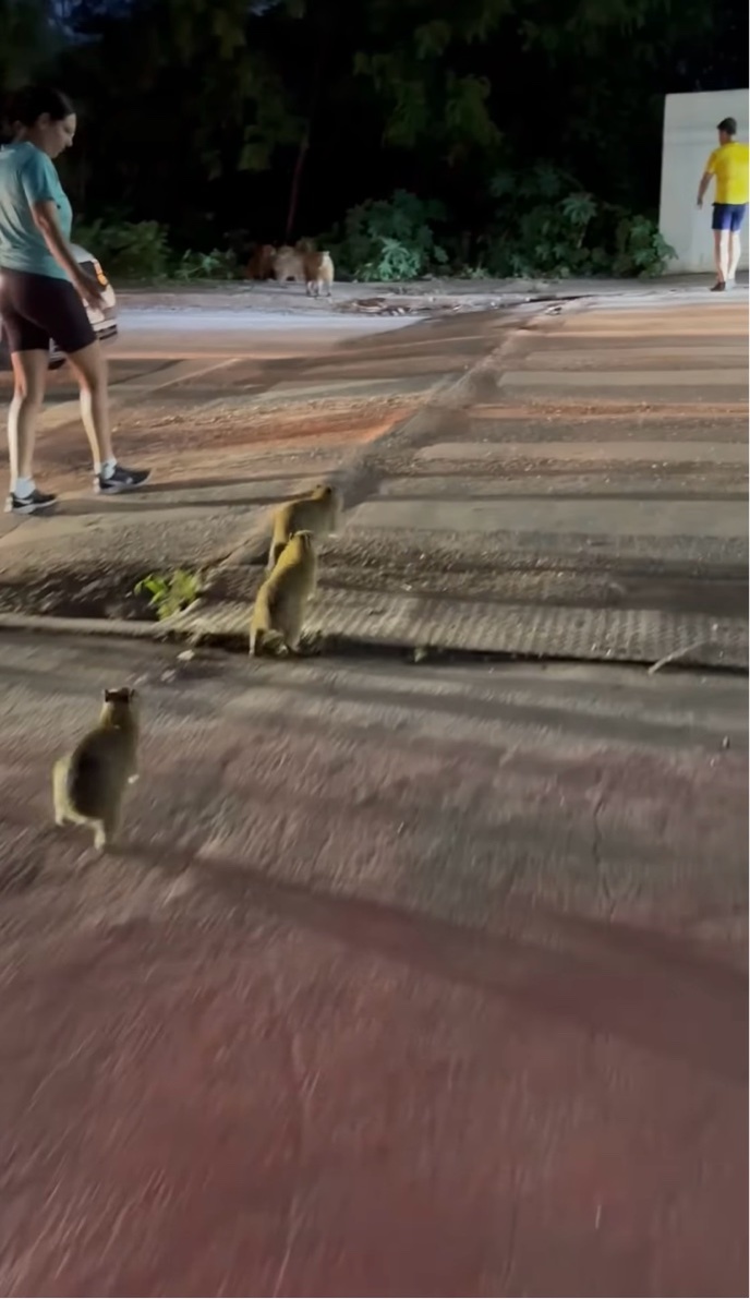 道路を横断したいカピバラの赤ちゃんたち。危険から守るため、人々が協力して誘導！【海外・動画】