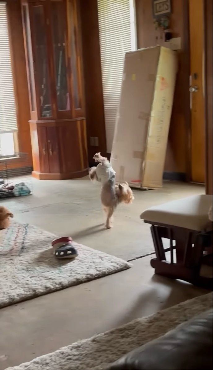 愛犬にオムツを履かせたら・・逆立ちで部屋の中を走り出した!?【アメリカ・動画】