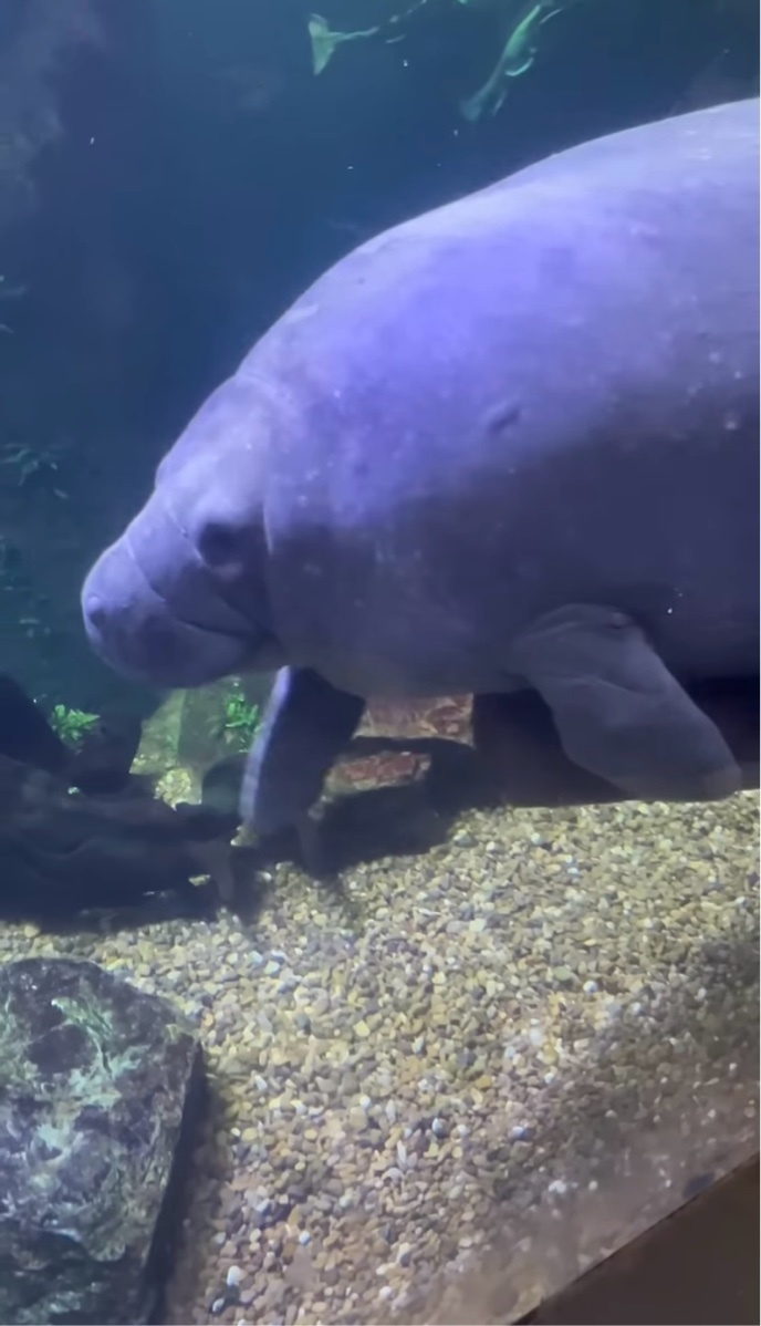 お気に入りの丸太をギュッ！抱き枕を抱くようにして泳ぐマナティがかわいすぎる！！【アメリカ・動画】