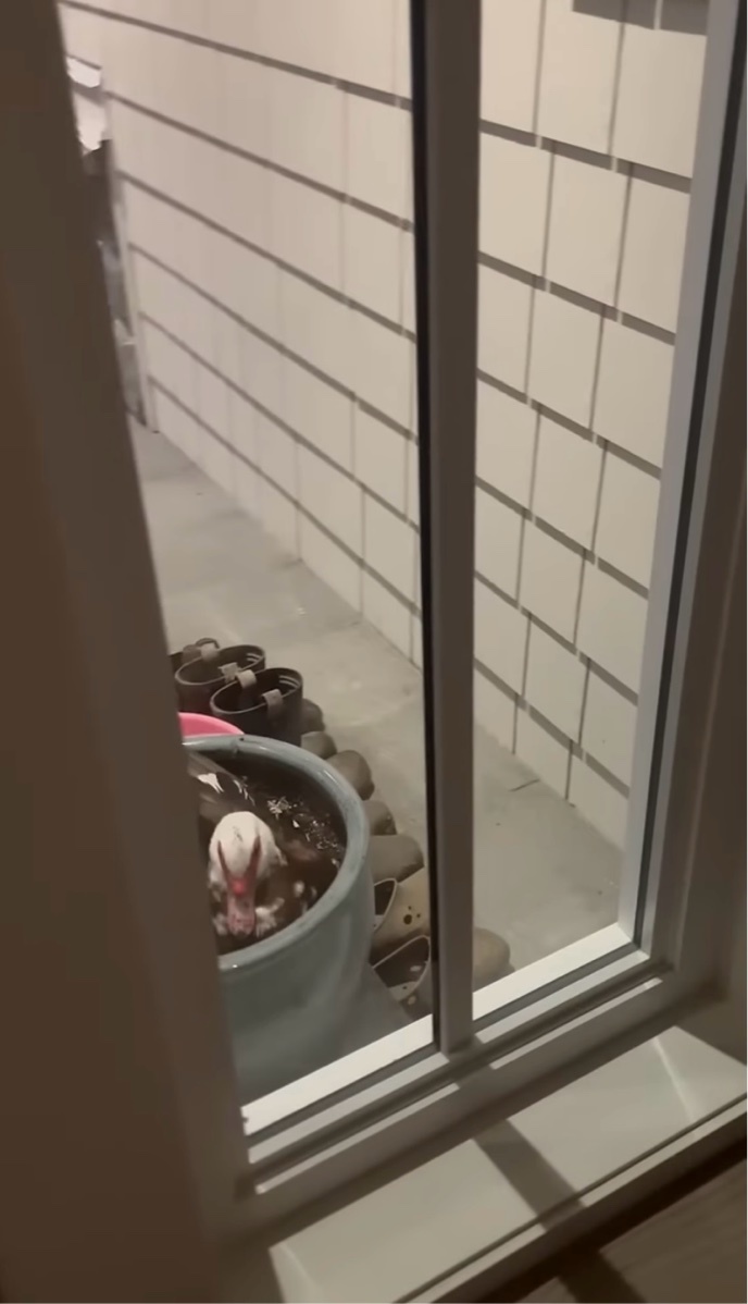 玄関前のやって来た鳥。植木鉢で一息ついているのかとおもいきや・・まさかの置き土産にビックリ!!【海外・動画】