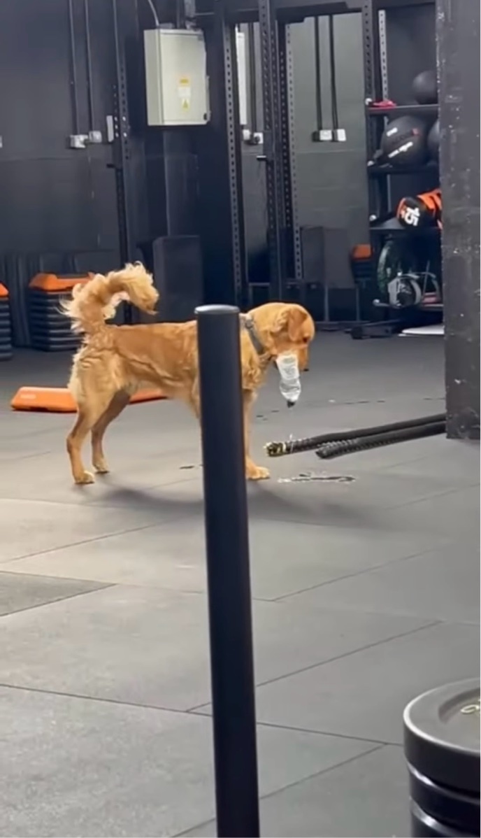 ジムでサポートと思いきや・・。やんちゃなゴールデンレトリバーはペットボトルの水をこぼしながら走り回る!!【海外・動画】