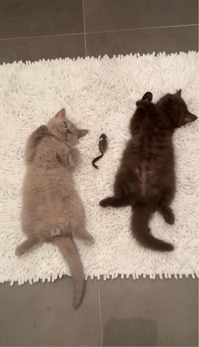 たくさん遊んでいっぱい寝て。はしゃぎ疲れた子猫たちがそっくりなポーズで仲良くお昼寝中!【海外・動画】