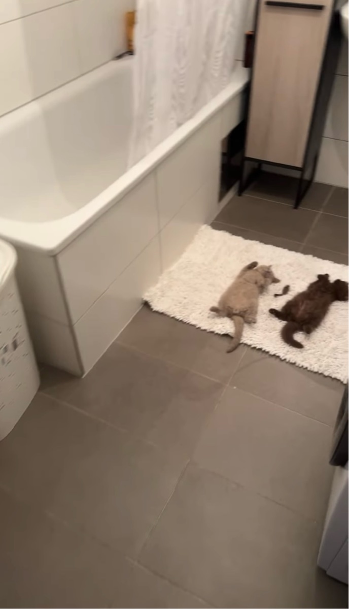 たくさん遊んでいっぱい寝て。はしゃぎ疲れた子猫たちがそっくりなポーズで仲良くお昼寝中!【海外・動画】