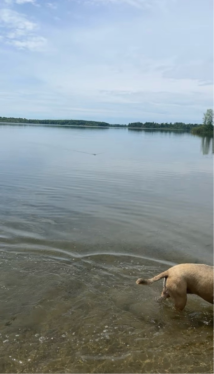 まさかワニ？愛犬がいる川岸に向かって泳いで迫る影。その意外な正体とは【海外・動画】