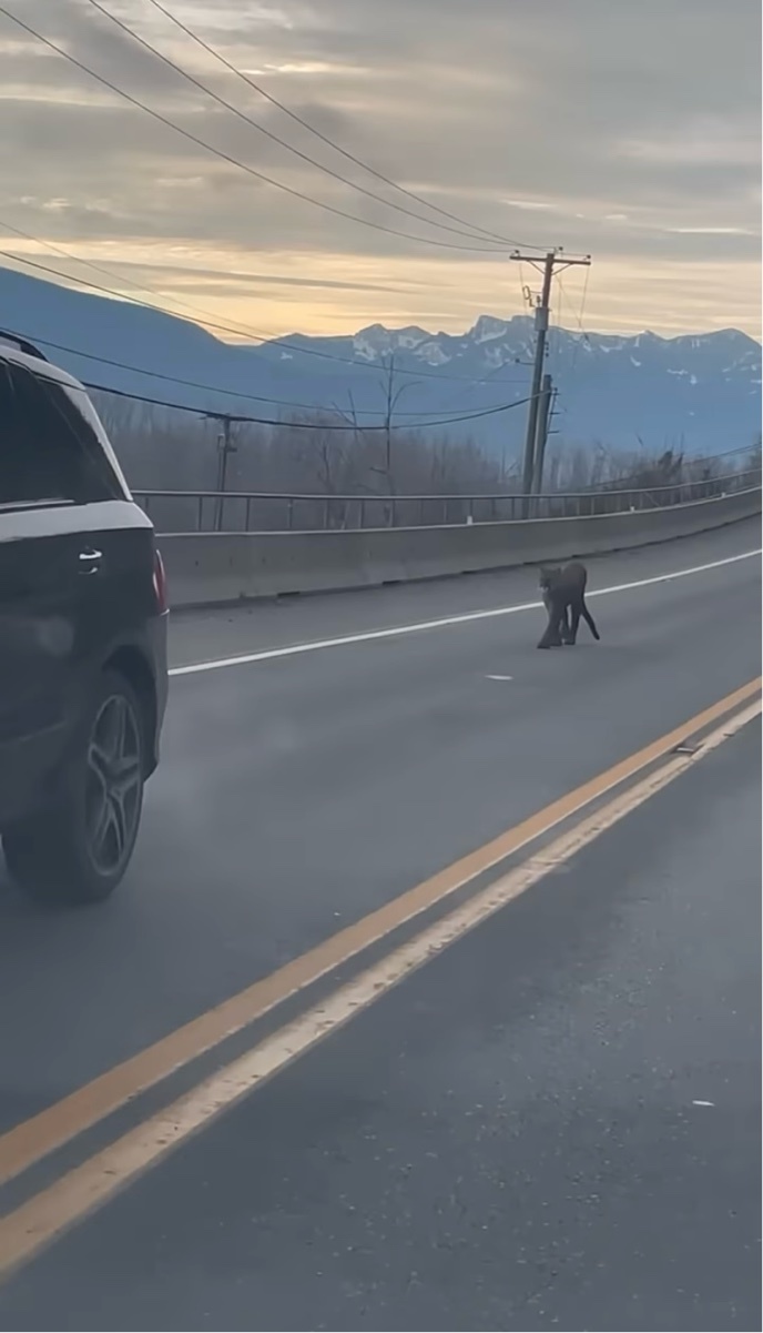 悠然と歩く黒い影。道路を進む貫禄十分なその姿はもちろんただのクロネコではない！！【海外・動画】