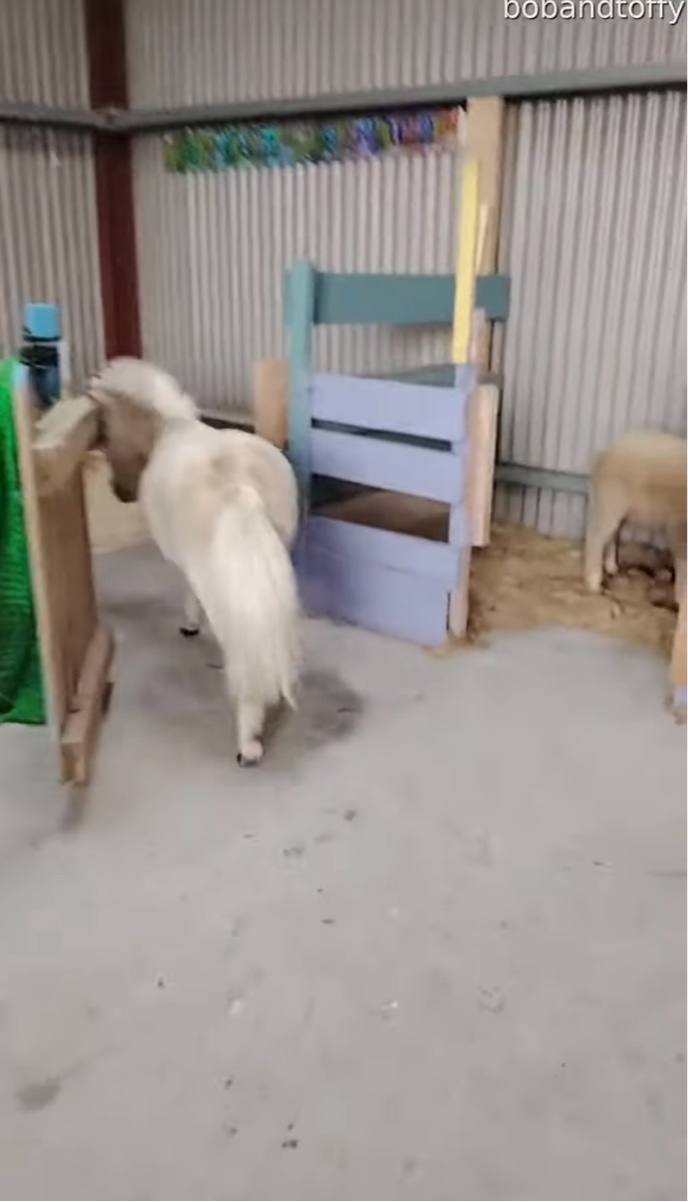 突然雨に放牧中のヒツジとポニーに避難を呼びかける飼い主さん。みんなすぐに厩舎へ帰るいい子です【海外・動画】