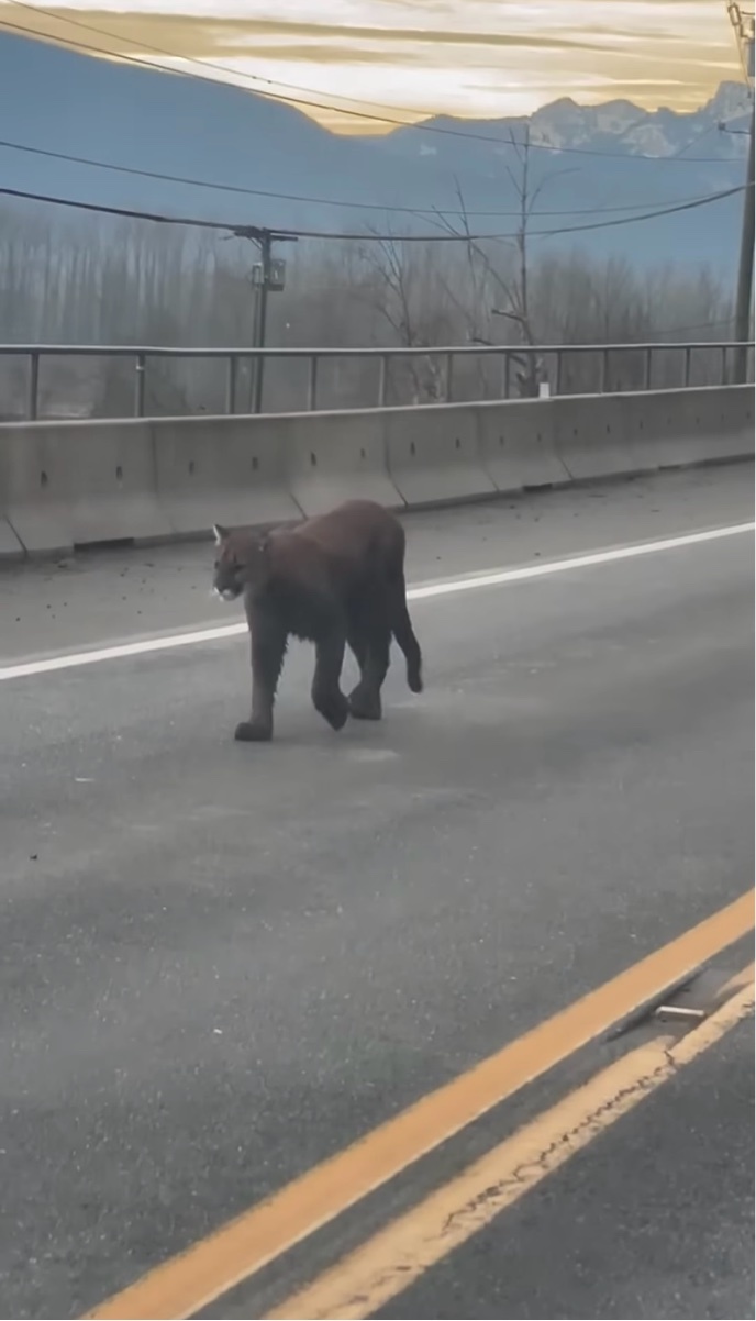 悠然と歩く黒い影。道路を進む貫禄十分なその姿はもちろんただのクロネコではない！！【海外・動画】