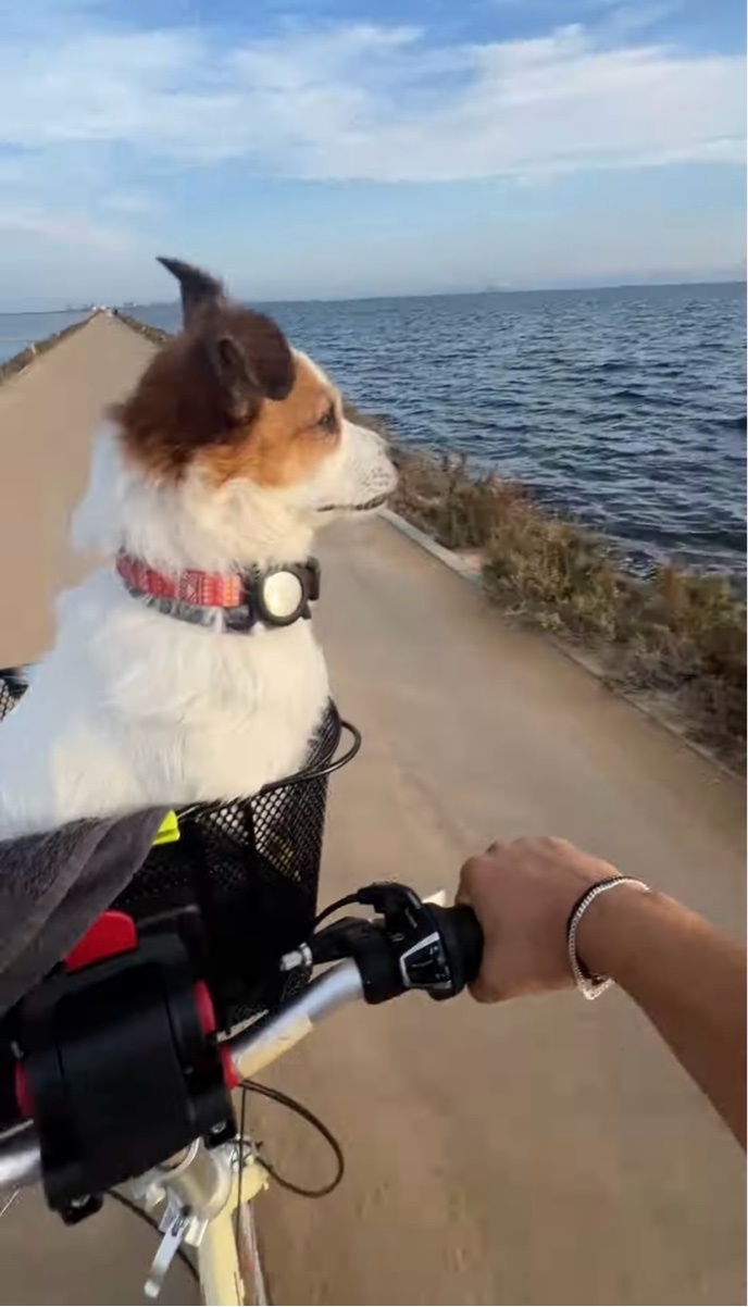 海沿いの一本道を愛犬とおさんぽ！自転車のカゴから最高の眺めを堪能する姿が絵になる【海外・動画】