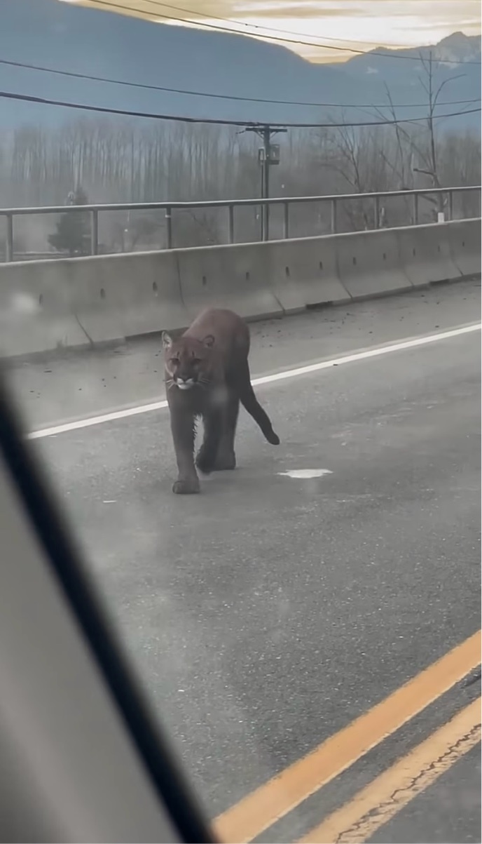 悠然と歩く黒い影。道路を進む貫禄十分なその姿はもちろんただのクロネコではない！！【海外・動画】